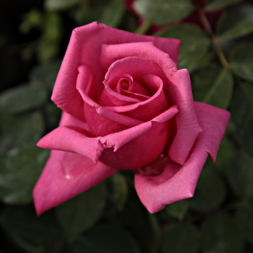 Gärtnerei - Rosa Chic Parisien - rosa - floribundarosen - diskret duftend - Georges Delbard - Ihre grellen, rosafarbenen Blüten bilden einen angenehmen Kontrast zum dunklen Laub.